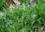 Poa annua